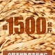 袁隆平哭了！雙季稻畝產(chǎn)超過(guò)3000斤